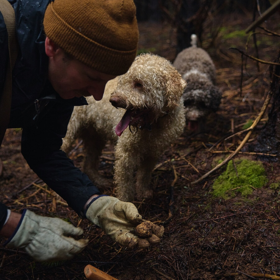 truffle hunting